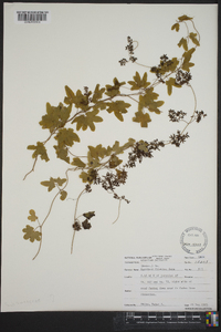 Lygodium palmatum image