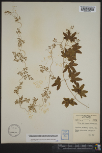 Lygodium palmatum image