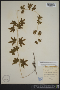 Lygodium palmatum image