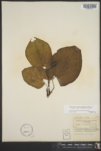 Aristolochia macrophylla image