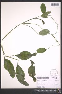 Potamogeton amplifolius image