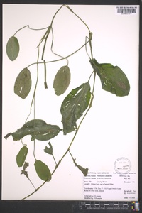 Potamogeton amplifolius image