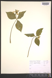 Trillium catesbaei image