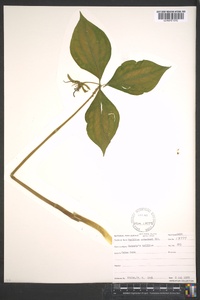 Trillium catesbaei image