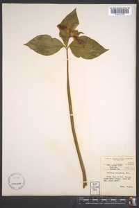 Trillium catesbaei image