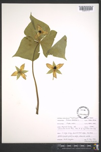 Trillium erectum image