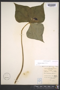 Trillium erectum image