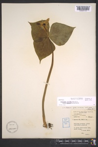 Trillium erectum image