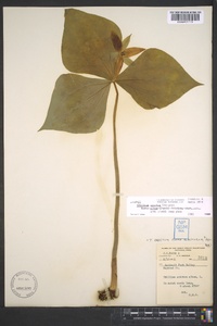 Trillium erectum image