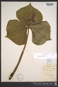 Trillium erectum image