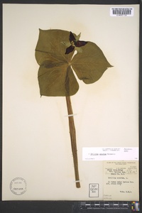 Trillium erectum image