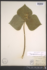 Trillium erectum image