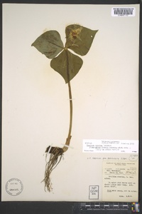 Trillium erectum image