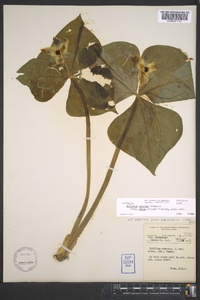 Trillium erectum image