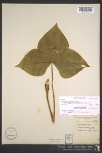 Trillium erectum image