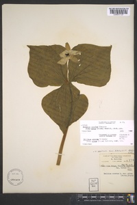 Trillium erectum image