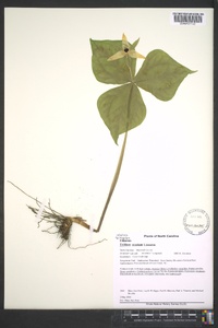 Trillium erectum image