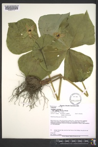 Trillium erectum image