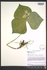 Trillium erectum image