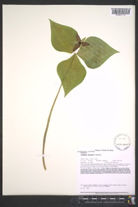 Trillium erectum image