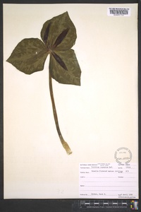 Trillium cuneatum image