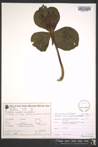 Trillium cuneatum image