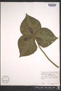 Trillium cuneatum image