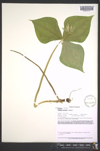 Trillium erectum image