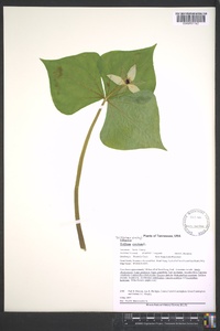 Trillium erectum image