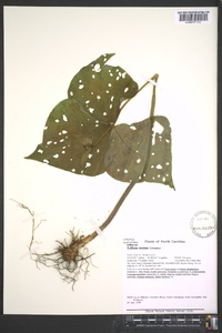 Trillium erectum image