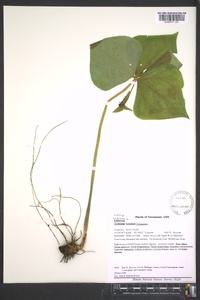 Trillium erectum image