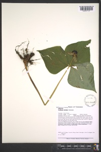 Trillium erectum image