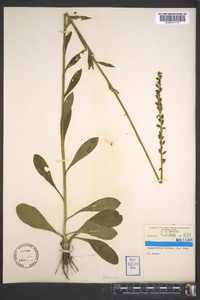 Chamaelirium luteum image