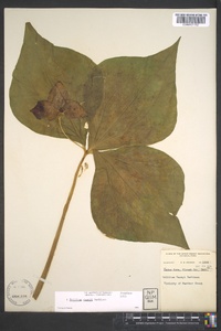 Trillium vaseyi image