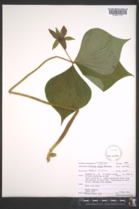 Trillium vaseyi image