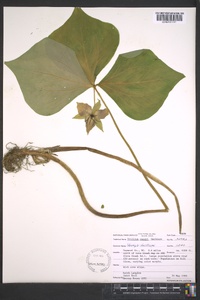 Trillium vaseyi image