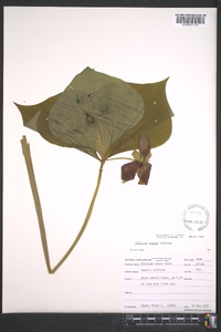 Trillium vaseyi image
