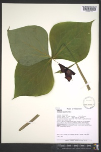 Trillium vaseyi image