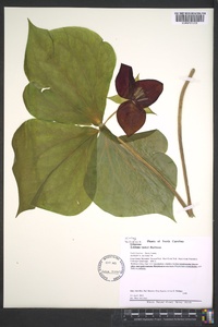 Trillium vaseyi image