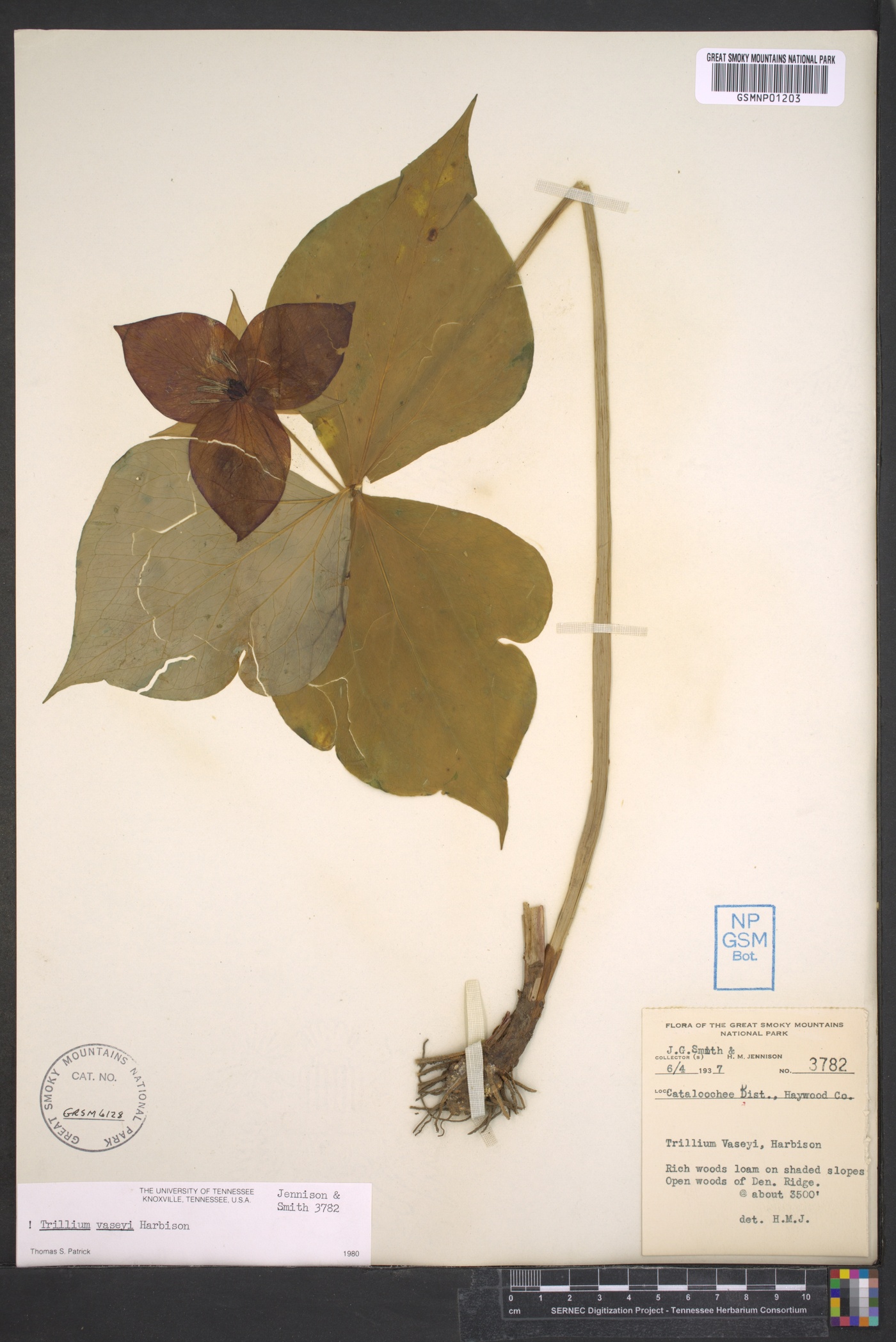 Trillium vaseyi image
