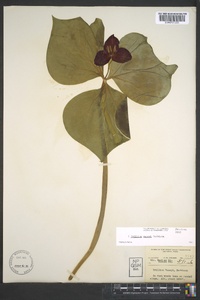 Trillium vaseyi image