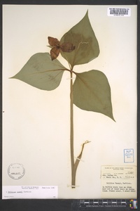 Trillium vaseyi image