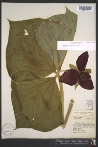 Trillium vaseyi image