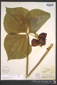 Trillium vaseyi image