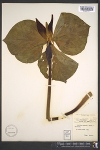 Trillium luteum image