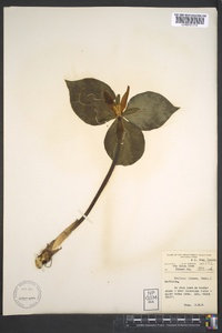 Trillium luteum image