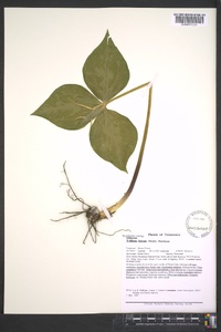 Trillium luteum image