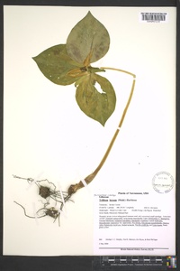 Trillium luteum image