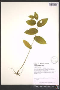 Uvularia perfoliata image