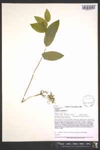 Uvularia perfoliata image